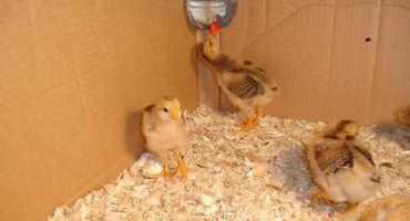 Typy a instalace napáječek pro kuřata, jak to udělat sami